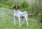 English Pointer bird dog