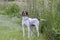 English Pointer bird dog