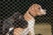 English pointer dog puppy and pitbull puppy inside a fence. Cute puppies.