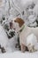 English Pointer dog in snow