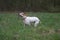 English Pointer dog with stick