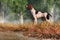 English Pointer Hunting