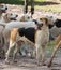 English Pointer Hunting dogs ready for action