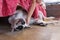 English pointer white dog in black dots playful lying