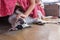 English pointer white dog in black dots playful lying on tile fl