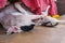 English pointer white dog in black dots playful lying on tile fl