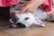 English pointer white dog in black dots playful lying on tile fl