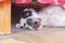 English pointer white dog in black dots playful lying under bed