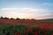 English poppy field full bright red poppies and flowers beautiful sunset landscape sky birds evening clouds dawn sunrise purple