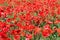 An English Poppy Landscape in high summer