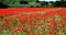 An English Poppy Landscape in high summer