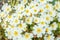 English primrose small white flowers growing in spring garden, top view. Cute natural floral pattern close up