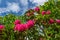 English Public Garden at late Spring with Blooming Rhododendrons