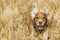 English puppy cocker spaniel running in wheat