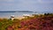 English Purple heather with view to Brownsea Island Poole Harbour Dorset England UK