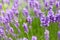 English Purple Lavendar with bee pollinating