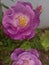 English purple rose great to look