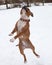 English red and white Stafford jumping in snow