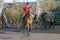 A english rider ready for drag hunting with hounds