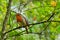 English Robin on a branch