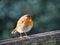 English Robin Redbreast at Seaton Wetlands in East Devon