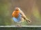 English Robin Redbreast at Seaton Wetlands in East Devon