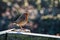 English Robin at Seaton Wetlands in Devon