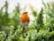 English Robin Singing in the Autumn Sunshine