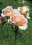 English rose, Abraham Darby