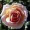 English rose, Abraham Darby