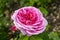 English rose `Gertrude Jekyll`