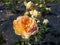 English rose \\\'Molineux\\\' flowering with fully double blooms of a rich canary yellow color in park