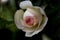 English Rose A Shropshire Lad Ausled