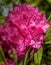 English Roseum Rhododendron Shrub