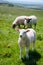 English rural landscape in with grazing lamb