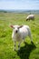 English rural landscape with grazing lamb