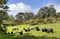 English rural scene with cows