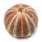 English Sea Urchin shell