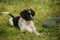 English Setter Australian Shepard puppy playing with toy ball on green grass