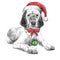 English setter with christmas hat