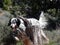 English Setter in the Field