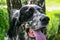 English setter. Head clouseup. Siberia, Russia