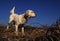 English Setter on Point