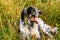 English setter resting. Successful hunt. Siberia, Russia