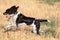 English Setter running at field