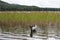 English setter. Walk in the reeds. Siberia, Russia