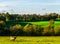 English sheep grazing in a meadow, typical British green pasture