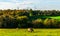 English sheep grazing in a meadow, typical British green pasture