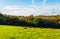 English sheep grazing in a meadow, typical British green pasture