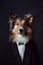 English Shepherd breed dog wearing a suit breed dog wearing a suit